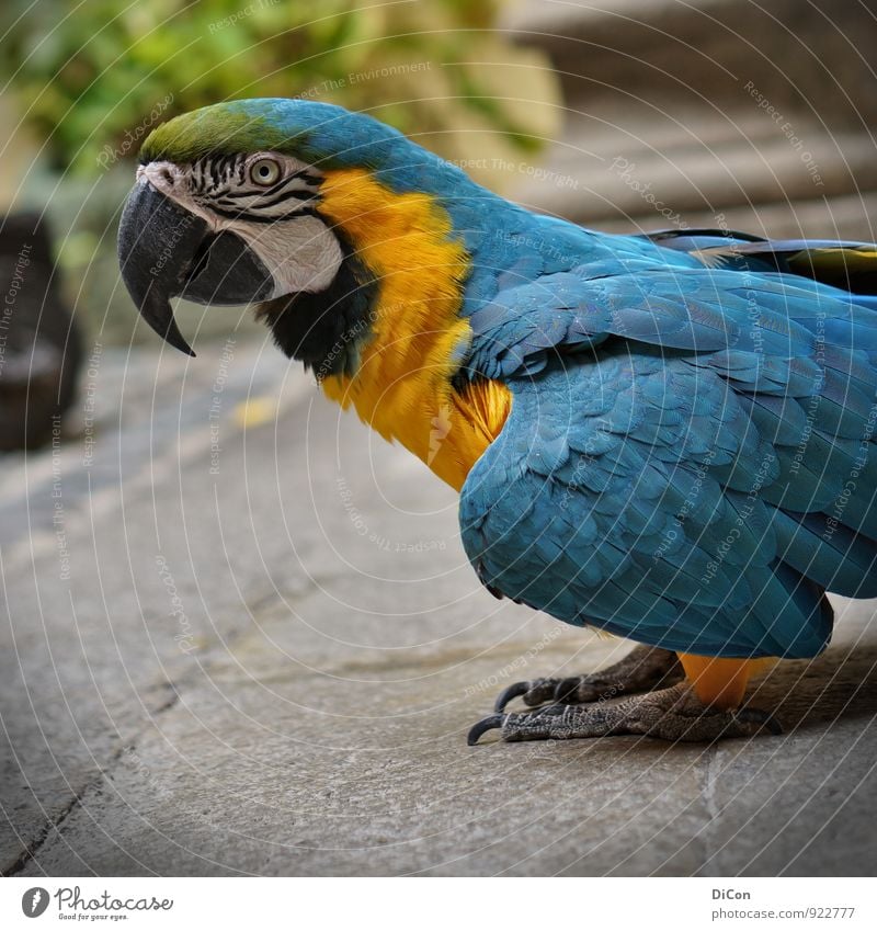 Polly Tier Vogel Papageienvogel 1 exotisch blau mehrfarbig gelb grün Außenaufnahme Starke Tiefenschärfe Tierporträt