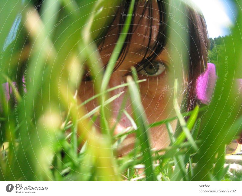 Durchdringen Gras Sommer violett grün durchdringen Gefühle Konzentration Auge Haare & Frisuren Blick Gesicht Mensch