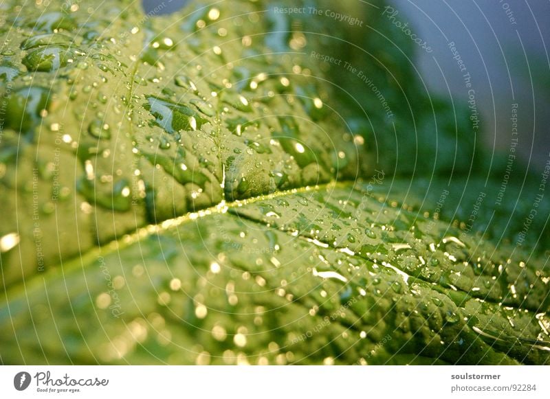 Der Regen ist da!!! Blatt grün Pflanze Gefäße nass Frühling Blattgrün Rain Makroaufnahme Reflexion & Spiegelung Wassertropfen