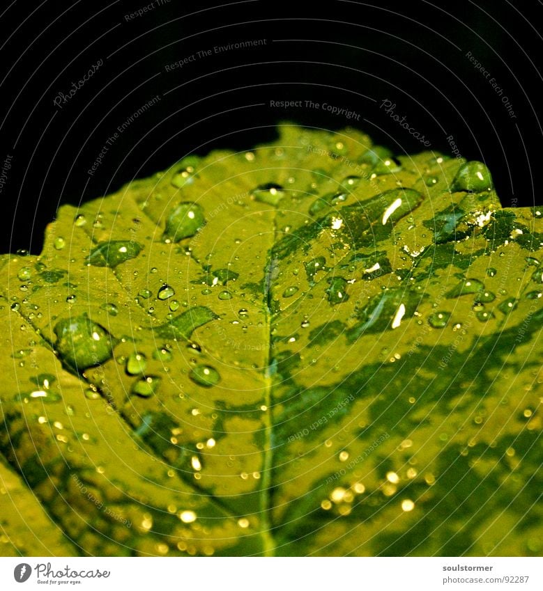 Let it drop... Blatt grün Pflanze Regen Gefäße nass Frühling Blattgrün Rain Makroaufnahme Reflexion & Spiegelung Wassertropfen