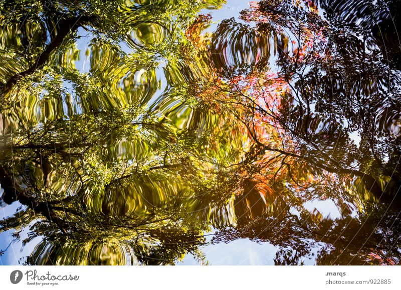 Fraktal elegant Stil Umwelt Natur Urelemente Wasser Herbst Baum Ast Blatt außergewöhnlich blau gelb grün orange Farbe Kreativität Perspektive Surrealismus
