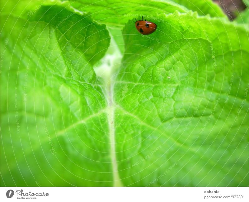 Grün mit rotem Hindernis Blatt Marienkäfer grün gepunktet krabbeln Sommer Käfer