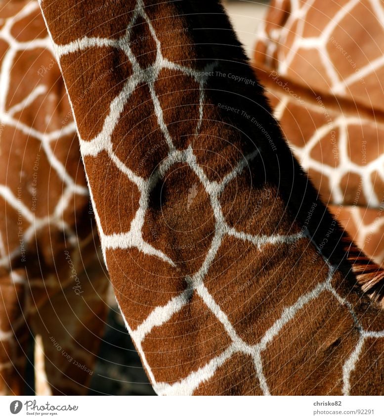 Suchbild (Welche Tiere verstecken sich in diesem Bild?) Zoo Huf Fell Muster Schwanz elegant ruhig zart filigran Ausstrahlung stolzieren gleiten langsam