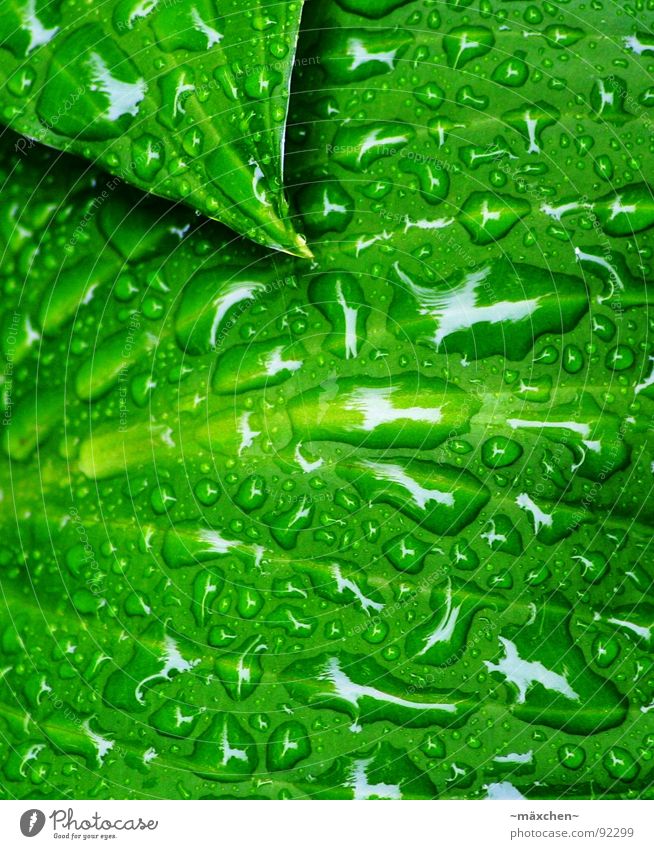 raindrops II Regen Blatt Gefäße grün Erfrischung Kühlung feucht nass glänzend rund eckig knallig mehrfarbig Baum Pflanze Wasser Frühling water