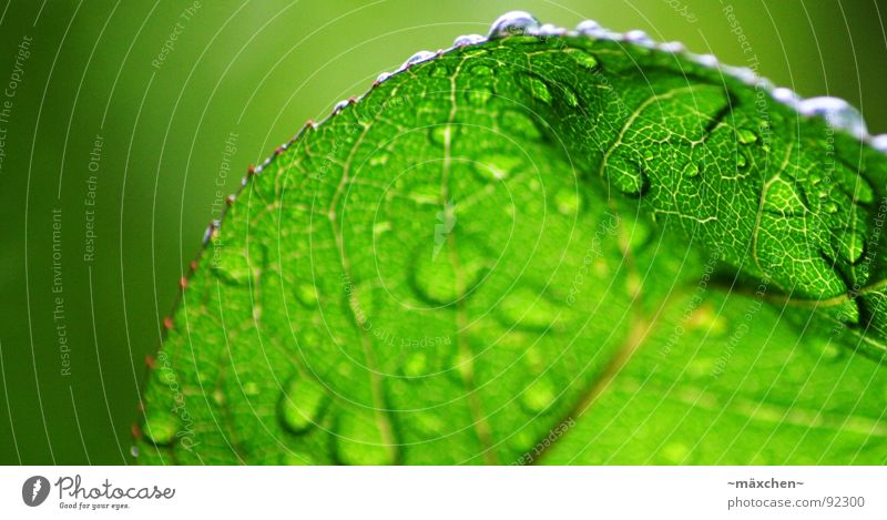 raindrops III Regen Blatt Gefäße grün Erfrischung Kühlung feucht nass glänzend rund eckig knallig mehrfarbig Baum Pflanze Frühling Wasser water