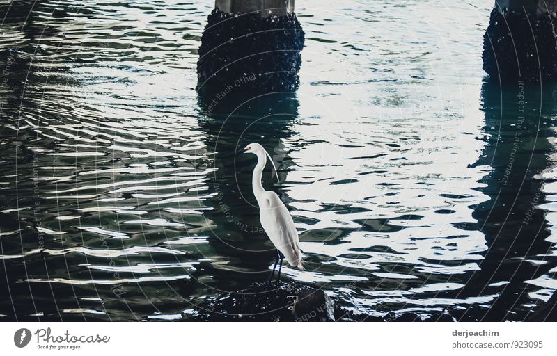 Entdeckt, Sitzender Silberreiher (Ardea alba) unter einer Brücke. Gesehen in Elanora - Ostküste- / Queensland / Australia Glück Freizeit & Hobby Ausflug Sommer