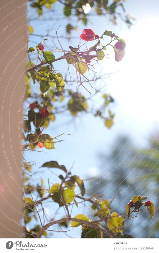 Mädchenfoto Bougainvillea Blüten Rankgewächs Kletterpflanze Gegenlicht Sommer Sonne Urlaub Hitze mediterran Mallorca träumen grün rot