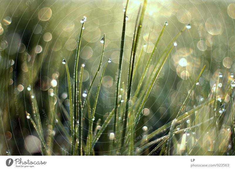 o iarba Umwelt Natur Landschaft Pflanze Urelemente Wassertropfen Gras glänzend Wachstum Coolness grau grün silber Gefühle Zufriedenheit Lebensfreude