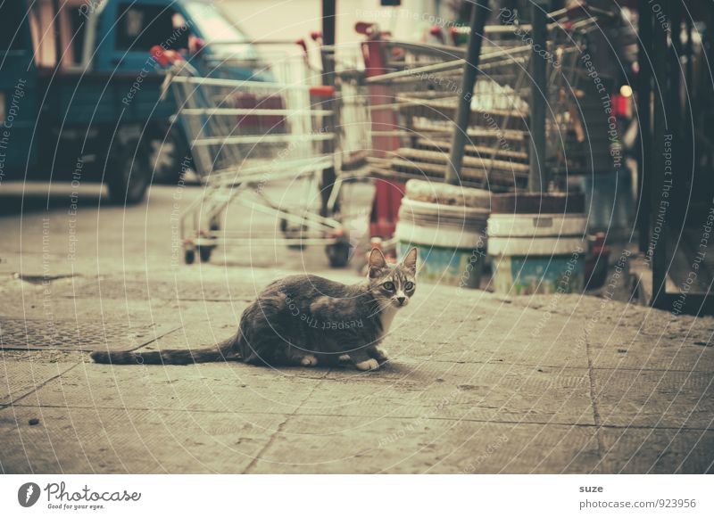 Streuner in Palermo Ferien & Urlaub & Reisen Tourismus Städtereise Kultur Tier Stadt Altstadt Straße Einkaufswagen Katze warten authentisch dreckig trist