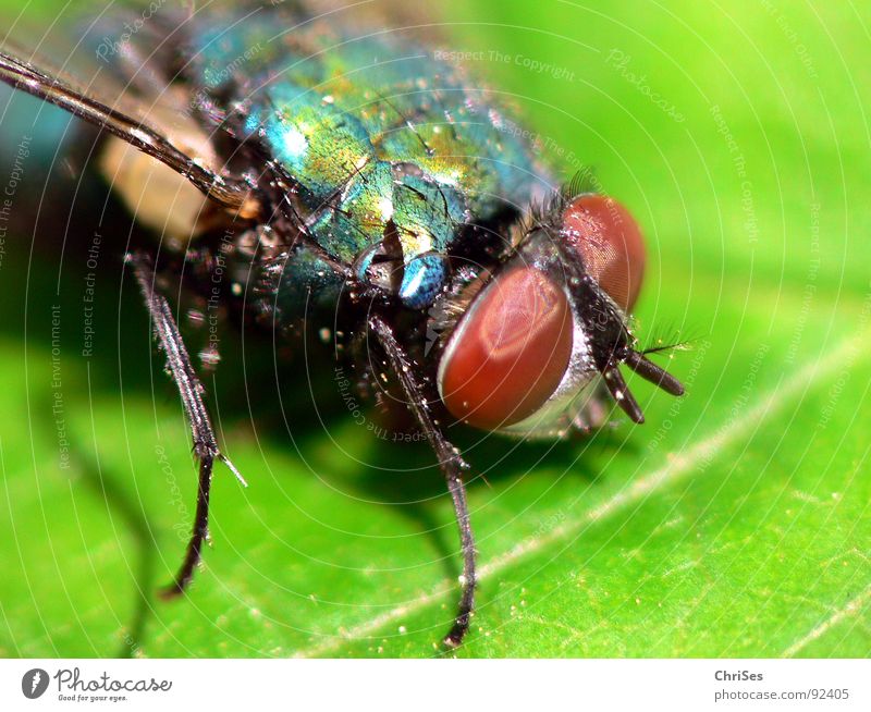 Die grüne Schmeissfliege Schmeißfliege Insekt Zweiflügler Schädlinge Blatt Tier Facettenauge Fühler Metall braun Makroaufnahme Nahaufnahme Fliege Aasfliege
