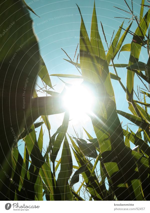 Ein Licht im Kornfeld Maisfeld grün Sonnenlicht Gegenlicht Sommer Landwirtschaft sommerlich saftig Ackerbau Ernte