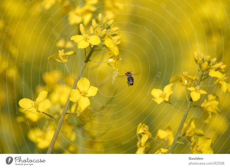 Gölb 4 möt Önsökt Raps gelb Blume Biene Feld ökologisch Pflanze Luftverkehr Bioprodukte