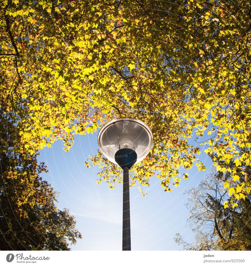 herbstleuchten. Lifestyle elegant Design Energiewirtschaft Technik & Technologie Umwelt Pflanze Herbst Schönes Wetter Baum Blatt Park Glas hell blau gelb