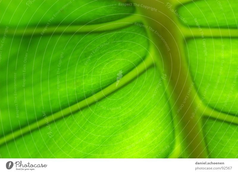 schön grün Blatt Hintergrundbild Gefäße Wachstum Photosynthese Pflanze hellgrün Monochrom Makroaufnahme Nahaufnahme Detailaufnahme Energiewirtschaft