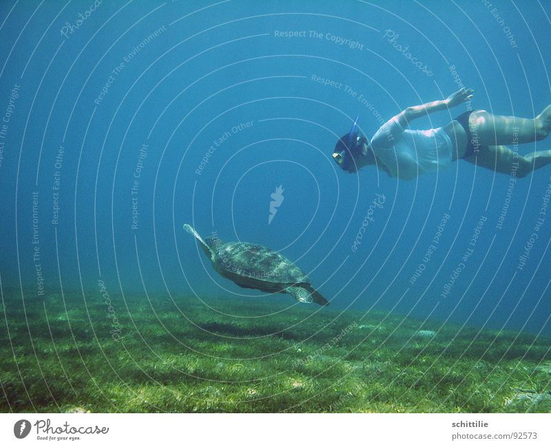 die große Freiheit Meer Schildkröte tauchen Schnorcheln grün Wiese Frau Luft Wassersport Freizeit & Hobby blau Rasen