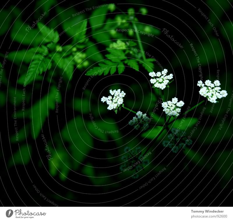 Licht und Schatten Pflanze Blattgrün Stengel fruchtig saftig vitaminreich Sommer Frühling giftgrün Grünpflanze Garten Wachstum Jahreszeiten weich nass Physik