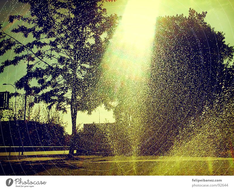 "rainingday" Licht Farbe Lomografie tree sunshine light colors water grass execut00r