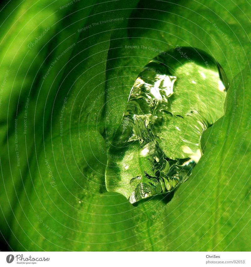 Kristalltropfen Blatt grün Reflexion & Spiegelung Unschärfe Mohn durchsichtig nass feucht Makroaufnahme Nahaufnahme Frühling Wassertropfen Kristallstrukturen