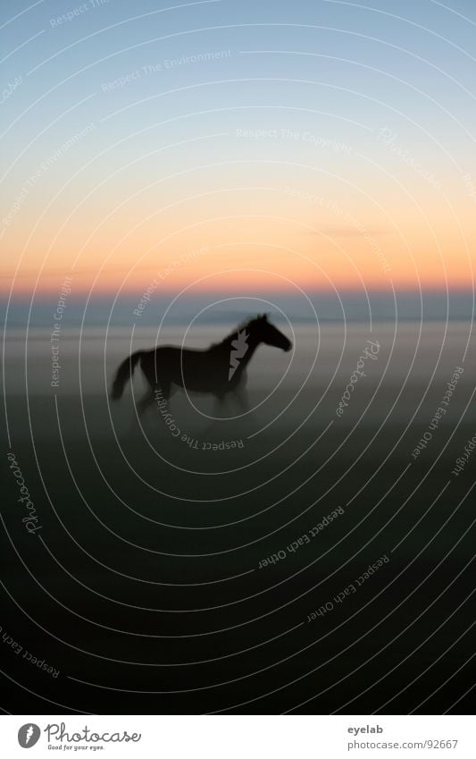 Der David Hamilton der Pferdefotographie :) Bodennebel Pferdenarr Araber Nebel Abenddämmerung Wiese grün Gras Sonnenuntergang Sommer schwarz Stimmung Sehnsucht