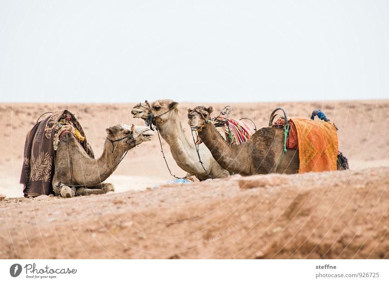 Around the World: Ait Ben Haddou Wärme Dürre heiß Wüste Kamel Dromedar Marokko Arabien Afrika Sand Außenaufnahme Textfreiraum oben