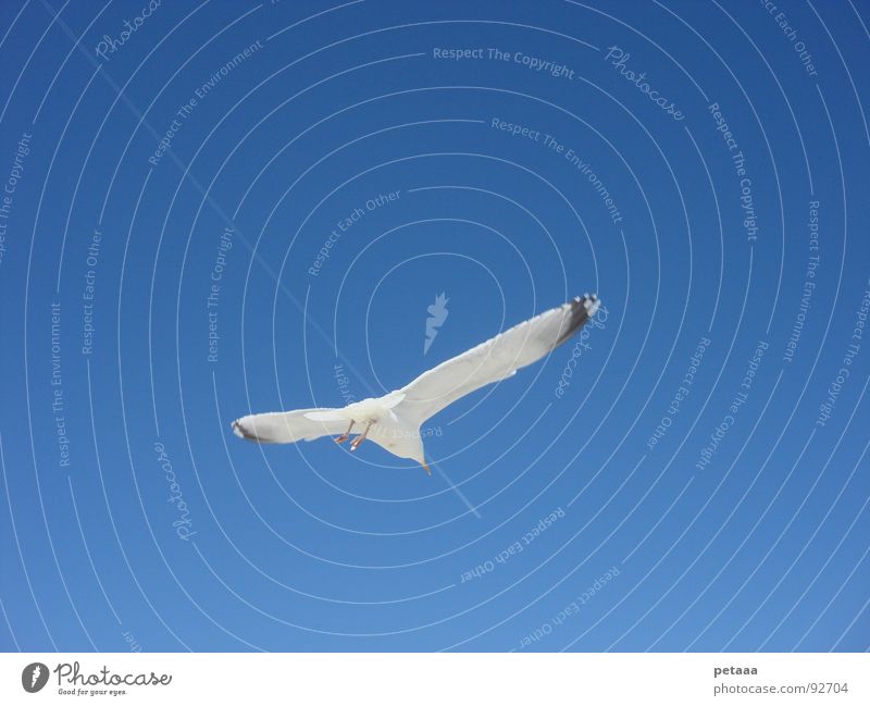 Verfolgungsjagd Möwe Kondensstreifen Vogel Himmel blau Luftverkehr Verfolgungsrennen