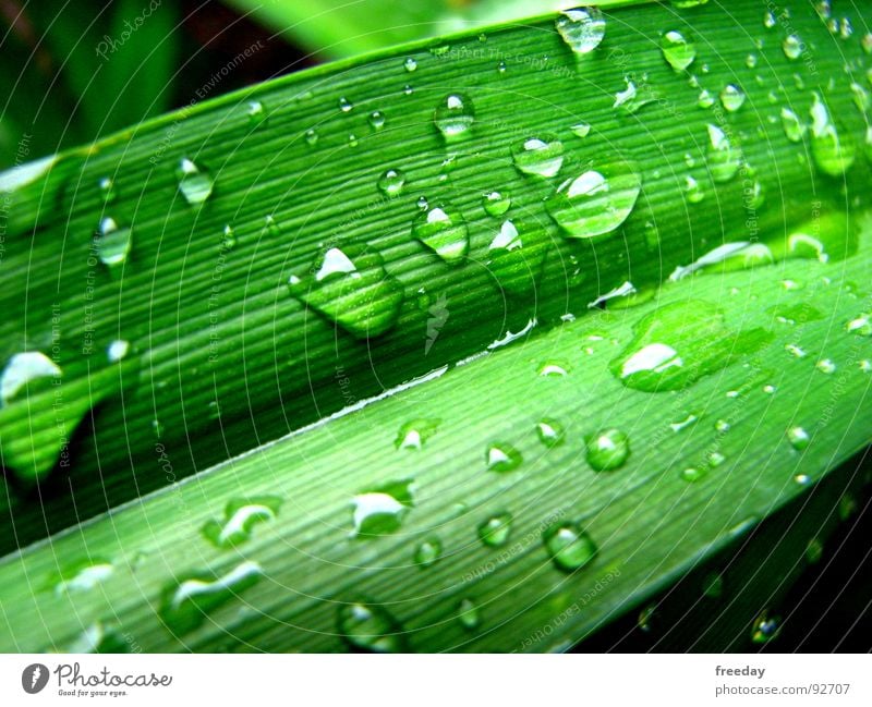 ::: Nach dem Regen ::: nass Wassertropfen feucht rund Hintergrundbild nah Photosynthese grün Götter Pflanze hellgrün Gefäße Niedersachsen Urwald Botanik Gras