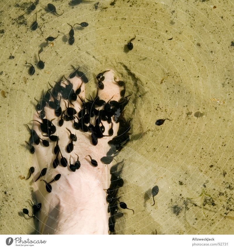 Angriff der Killerquappen Kaulquappe See Zehen Strand Nachkommen Unke Wut Ärger Macht Fuß quappi Wasser Natur Frosch attacke Schwarm Sand Barfuß