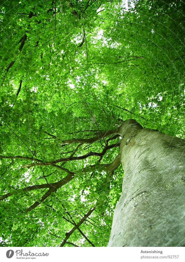 Buche Sommer Umwelt Natur Pflanze Schönes Wetter Baum Blatt Grünpflanze Wachstum hell hoch braun grau grün Perspektive Baumrinde Geäst Rascheln Baumkrone