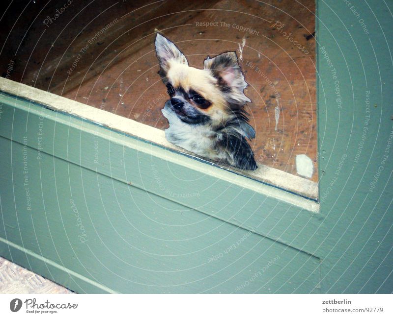 Hund Dogge Jagdhund Biest Sicherheit Etikett Dekoration & Verzierung Glastür Eingang Ausgang Detailaufnahme obskur Polizeihund vorstellhund bluthund