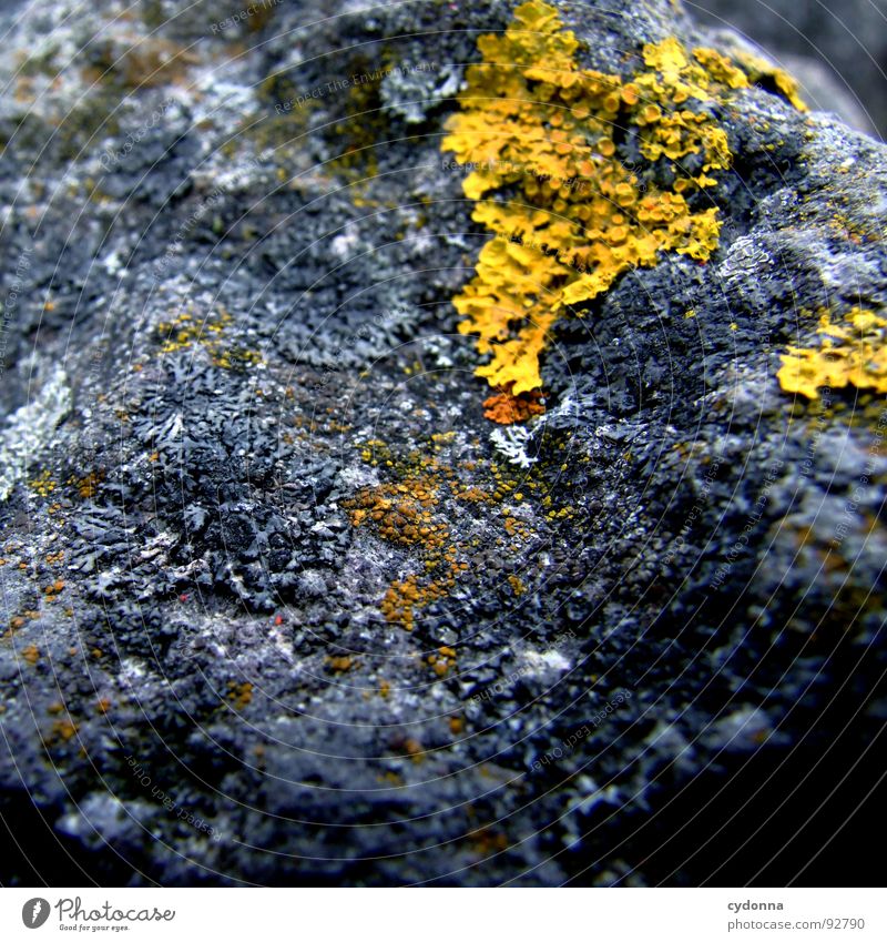 Verflechtet Stein Reifezeit gelb entstehen Wunder faszinierend Lebensformen Pflanze bewachsen ausbreiten Makroaufnahme Nahaufnahme Berge u. Gebirge Mineralien