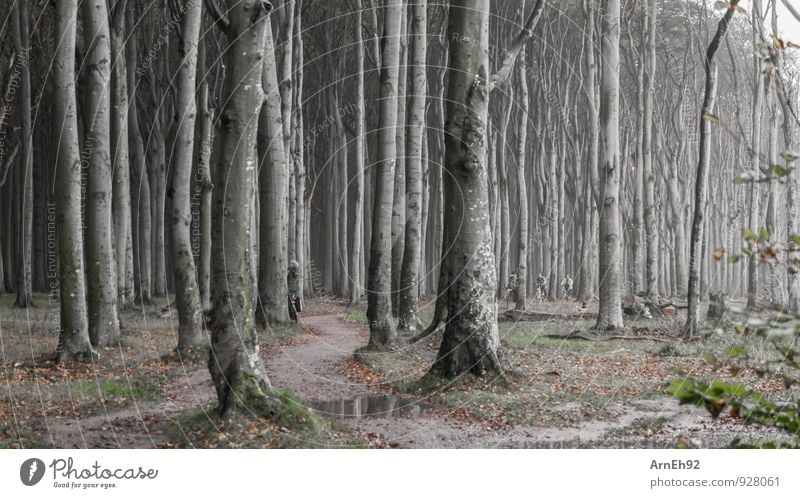 Gespersterwald Nienhagen II Umwelt Landschaft Pflanze Erde Wasser Herbst schlechtes Wetter Nebel Baum Wald dunkel gruselig kalt Einsamkeit Farbfoto