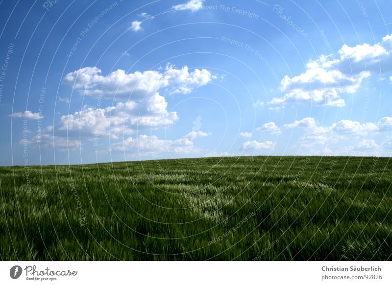 Ein Stück vom Himmel II Wolken Horizont Kornfeld glänzend Feld Landwirtschaft weiß grün Erholung Gerste Gerstenfeld Frühling blau friedlich Grönemeyer