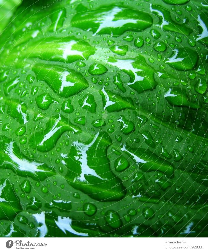 raindrop IV Regen Blatt Gefäße grün Erfrischung Kühlung feucht nass glänzend rund eckig knallig mehrfarbig Baum Pflanze Makroaufnahme Nahaufnahme Frühling