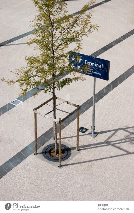 Terminal Tree Platz Information grau grün Flughafen Verkehrswege Schaltpult Baun Beschilderung Linie blau Architektur