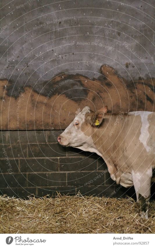 Kuh im Stall Stroh Bauernhof Tier Wand Mauer Säugetier