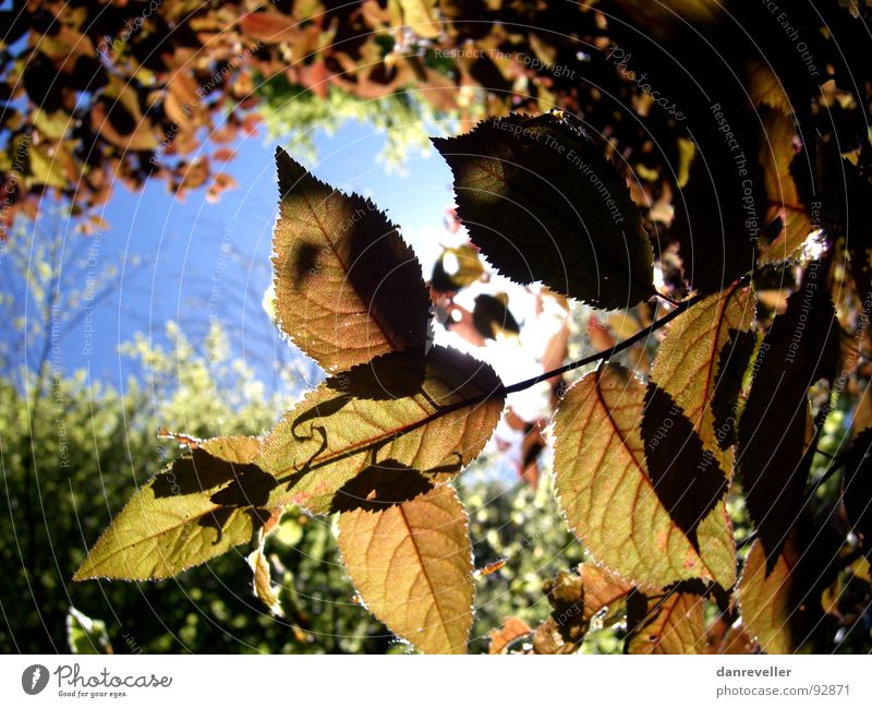 Herbst im Sommer Baum Blatt Licht Himmel Sonne Schatten Versteck Schutz Lichtschein durchleuchten