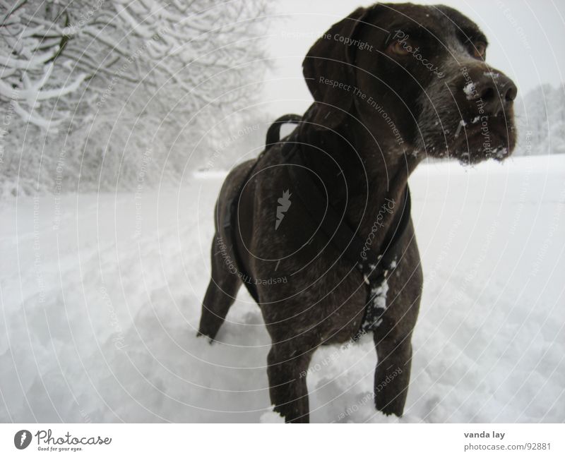 Auf der Suche nach dem Schneehasen... Jagdhund Hund Jäger Winter fixieren Geschirr herausragen Tier kalt Treue beste Luft Spaziergang auslaufen Feld