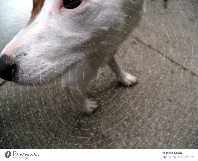Kopffüssler Hund Pfote Russell Terrier Jack-Russell-Terrier weiß braun grau Beton Schnauze drehen entgegengesetzt was wie Säugetier Auge tagstiles turn around