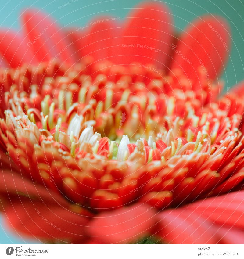 rot III Pflanze Blume Blüte Gerbera ästhetisch Duft nah schön grün weiß Blütenblatt Farbfoto Studioaufnahme Makroaufnahme Menschenleer Schwache Tiefenschärfe