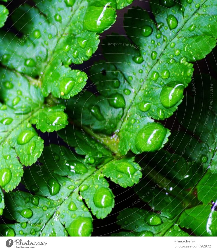 raindrop V Regen Gefäße grün Erfrischung Kühlung feucht nass glänzend rund eckig knallig mehrfarbig Baum Pflanze Makroaufnahme Nahaufnahme Frühling raindrops