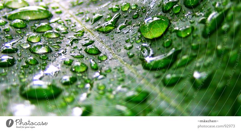raindrop VI Regen Blatt Gefäße grün Erfrischung Kühlung feucht nass glänzend rund eckig knallig mehrfarbig Pflanze Makroaufnahme Nahaufnahme Wasser raindrops