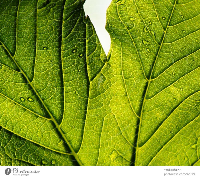 Die Zeichen eines Blattes grün live Gefäße Pflanze Frühling leaf Leben Wassertropfen Kontrast durchschaubar durchsichtig