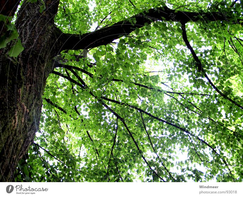 Let it rain (I) Baum Blatt Botanik Erfrischung Pflanze Photosynthese Frühling Geäst Sträucher Gegenlicht grün Natur Baumrinde springen Stengel Wald Garten Park