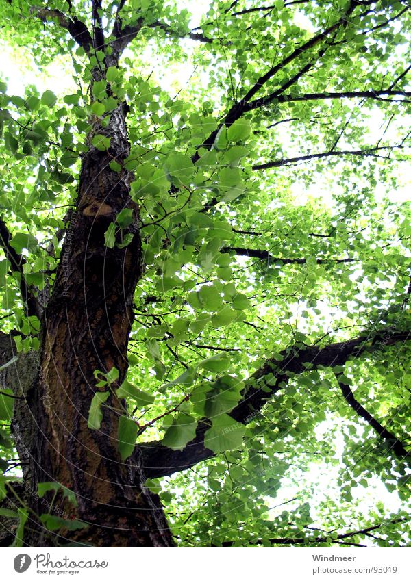 Let it rain (II) Baum Blatt Botanik Erfrischung Pflanze Photosynthese Frühling Geäst Sträucher Gegenlicht grün Natur Baumrinde springen Stengel Wald Garten Park