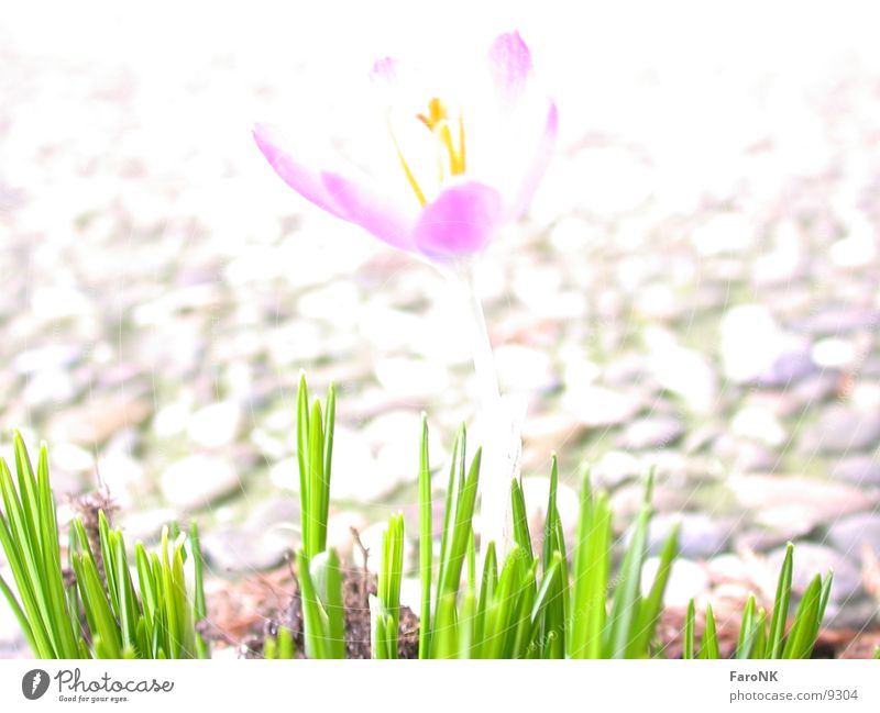 Krokus Krokusse Blume Frühling Makroaufnahme Nahaufnahme