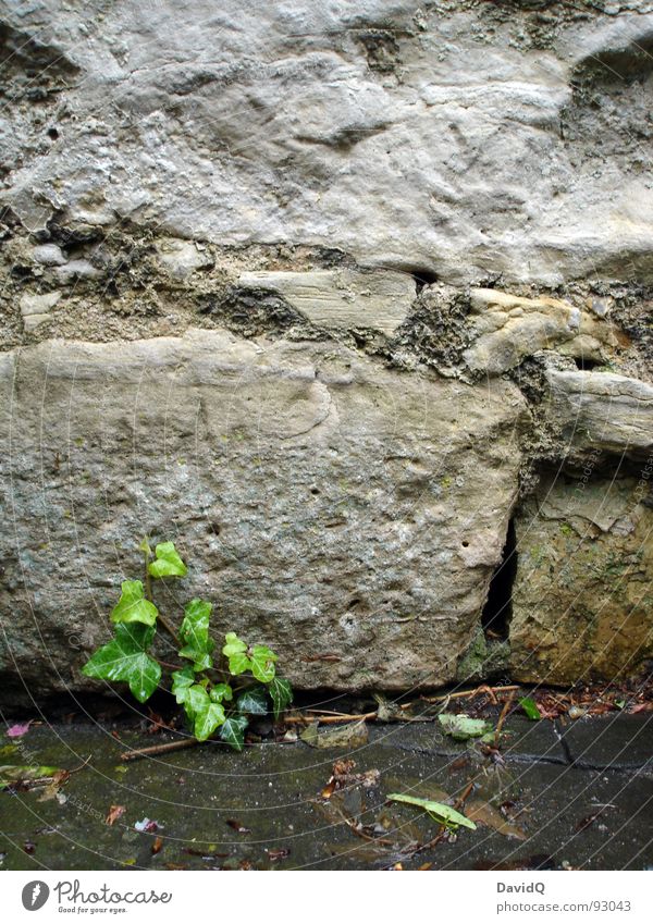 Efeu Pflanze Wand Mauer Nische Hoffnung Ranke ausbreiten Wachstum grün grau kalt nass historisch Garten Park Hedera Stein Felsen Ecke Spalte Wasser Regen Kraft