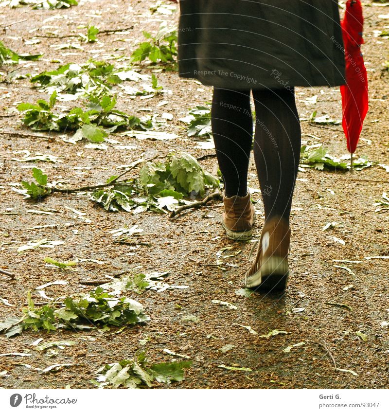 the storm Garten Frau Erwachsene Beine Sturm Blatt Park Regenschirm Bewegung fallen gehen rot Trauer Verzweiflung Sturmschaden Geäst unordentlich Blattsalat