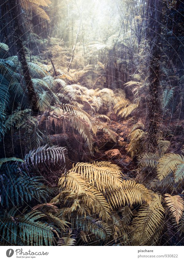 Fantasyland Natur Pflanze Farn Grünpflanze Wald Urwald dunkel exotisch Abenteuer Neuseeland Farbfoto Außenaufnahme Tag Lichterscheinung Starke Tiefenschärfe
