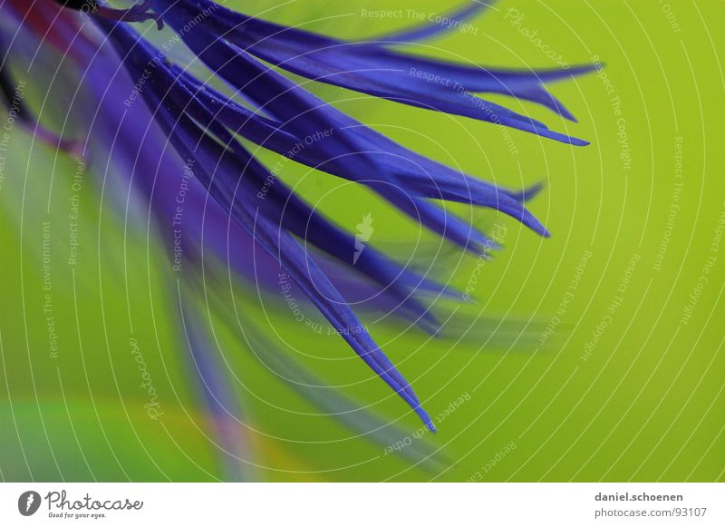 150mm Makro Blüte Blume abstrakt Hintergrundbild Unschärfe violett grün Frühling Sommer Kornblume Makroaufnahme Nahaufnahme Detailaufnahme blau