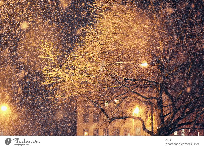 Winter wirds Umwelt Klima Wetter schlechtes Wetter Unwetter Wind Sturm Eis Frost Schnee Schneefall Baum Stadt Haus Fassade kalt orange schwarz